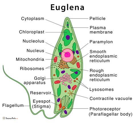 Euglena Classification Parasitologia Reino Protista Biologia | The Best ...