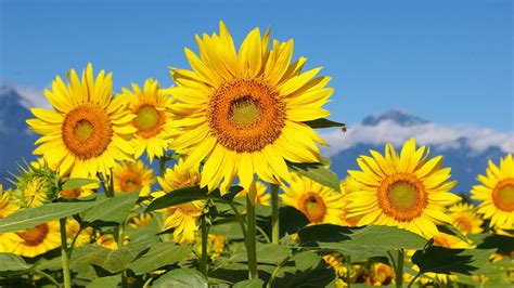 Field Of Sunflowers Wallpapers - Wallpaper Cave