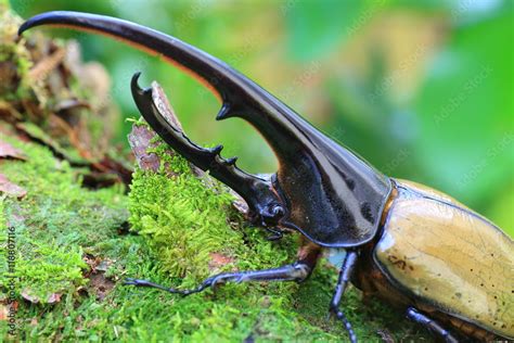 Hercules beetle (Dynastes hercules) in Ecuador Stock Photo | Adobe Stock