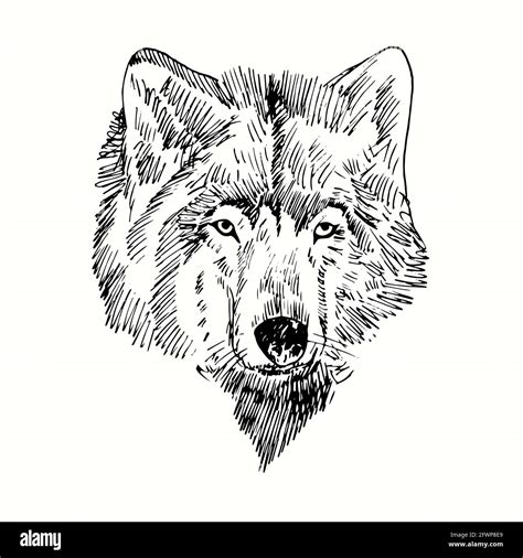 Wolf Art Black And White