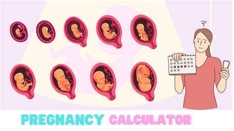 Pregnancy Due Date Calculator & Pregnancy Scan Calculator