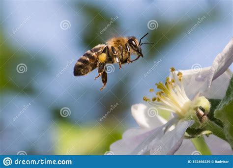 Honey Bee, Pollination Process Stock Image - Image of beauty, outdoor ...