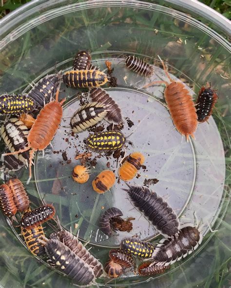 Roly-pollies or Pill bugs are not Insects. They are land dwelling ...