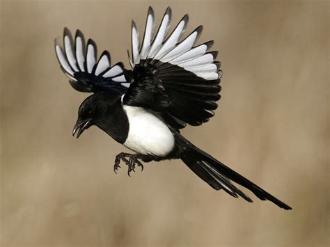 Magpie Bird Facts (Pica pica) | Bird Fact