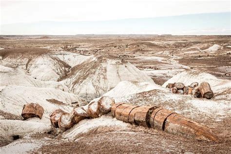 Petrified Forest | Petrified forest national park, Petrified forest ...