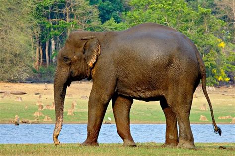 Fauna of Karnataka | Forests Karnataka| Wildlife Karnataka