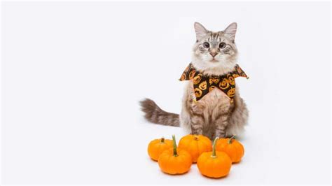 Halloween Cat Collars | 8 Spooky Pieces To Get Your Kitty in the Spirit