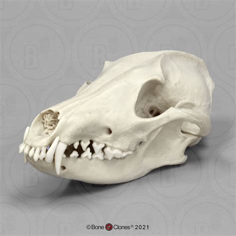 Maned Wolf Skull - Bone Clones - Osteological Reproductions