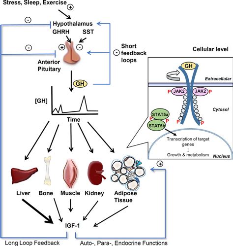 Target tissues and intracellular signaling of growth hormone (GH ...