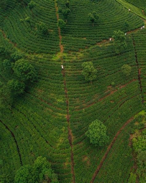 Nuwara Eliya Tea Factory - Great Experience at Damro Tea