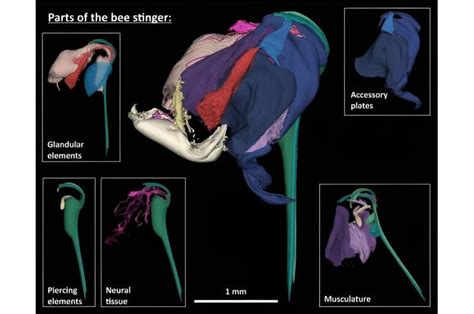 Deconstructing the bee stinger to develop tiny, bio-inspired medical ...