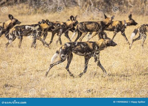 Wild African Dogs hunting stock photo. Image of africa - 190986862