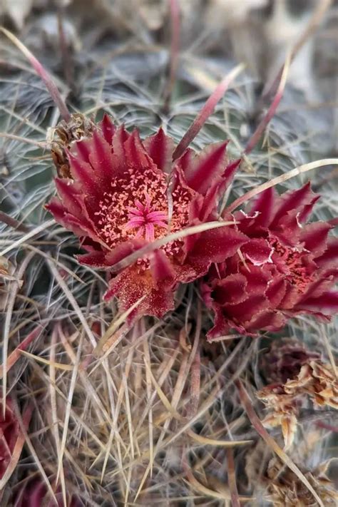 When Do Cactus Bloom: A Guide To Understanding Cactus Flowering