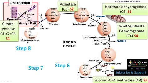 Krebs Cycle Diagram With Enzymes