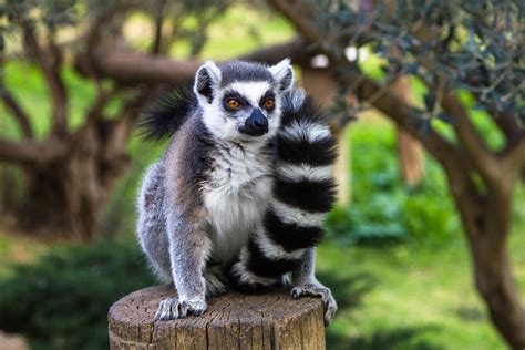 Ring-tailed lemurs are in big trouble - Earth.com