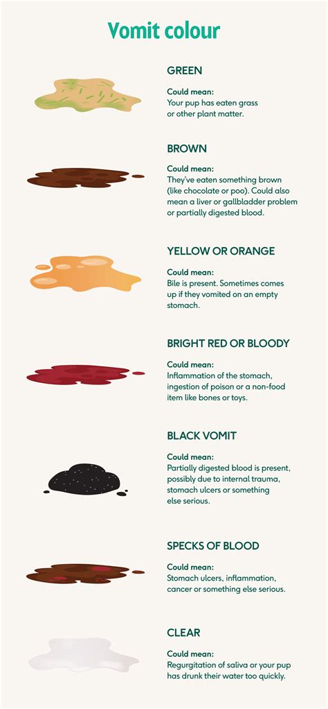 Lyka's no-nonsense guide to dog vomit (with colour charts) | Lyka Blog