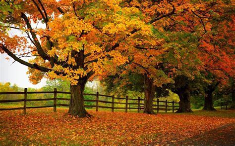 Autumn Trees Wallpaper - WallpaperSafari