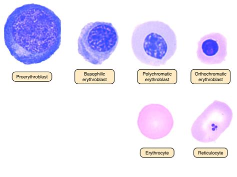 erythropoiesis morphology | Epomedicine