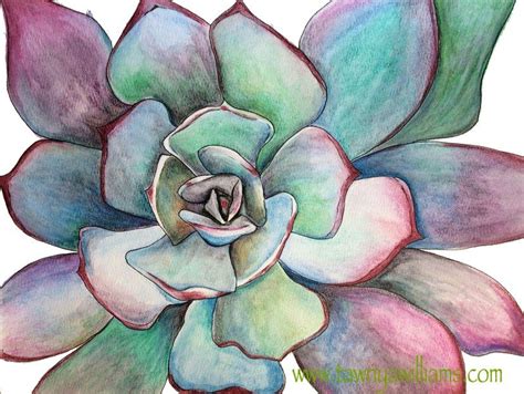 Succulent Original Print - Tawnya Williams Art | Succulents drawing ...