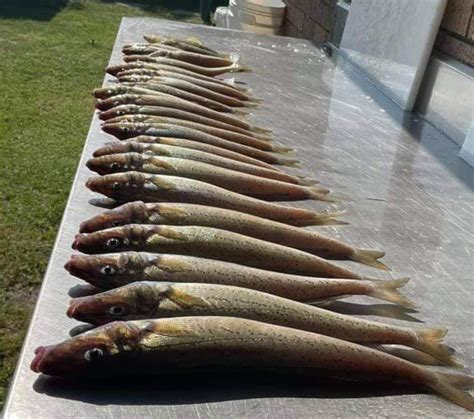 King George Whiting consistency - Fishing Reports.