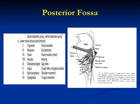 PPT - Posterior Fossa Procedures (Infratentorial Craniotomy) and ...