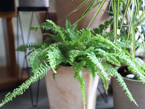 Fertilizing Boston Ferns: How To Fertilize Boston Ferns