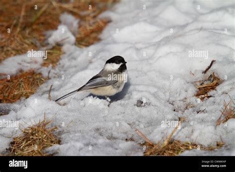 Black-capped chickadee in winter Stock Photo - Alamy