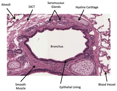 Pin by Stefanie Hunt on School | Tissue biology, Medical student study ...