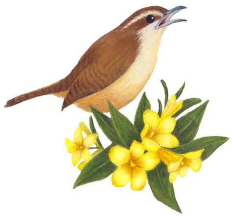 South Carolina State Bird and Flower: Carolina Wren / Thryothorus ...