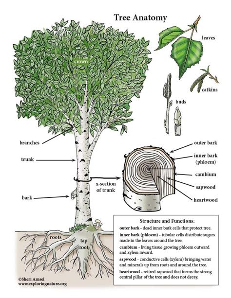 Tree Anatomy Mini-Posters