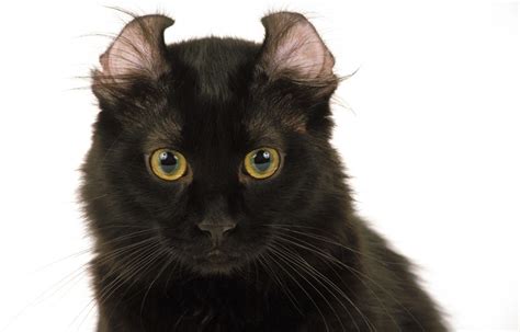 10 Stunning Black Cat Breeds That Deserve A Place In Your Heart - All ...