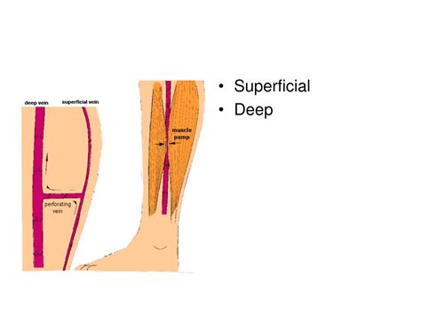 PPT - Directional and Anatomical Location Terminology PowerPoint ...