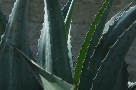 Does an Aloe Vera Plant Go In Full Sun or Shade? | Home Guides | SF Gate