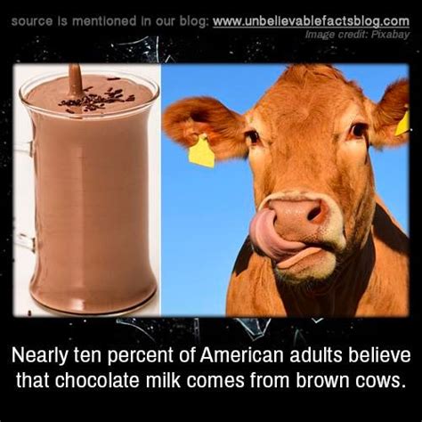 Do Nearly Ten Percent of Americans Think Chocolate Milk Comes from ...