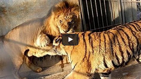 Tiger vs Lion Real Fight - Jayden Show