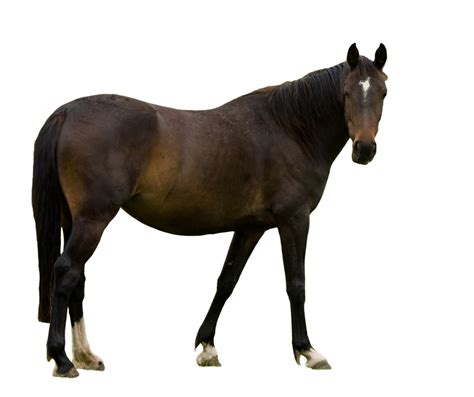 Horse Isolated White Background Free Stock Photo - Public Domain Pictures