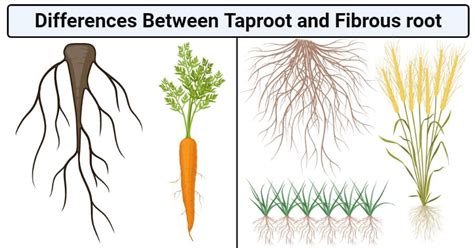 Taproot vs. Fibrous Root: 17 Key Differences, Examples