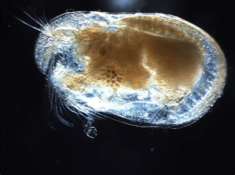 Ostracod Fossil from the Late Carboniferous - Fossils of Parks Township