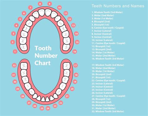 Tooth Chart - Tooth numbers and Name Chart for Adults & Children