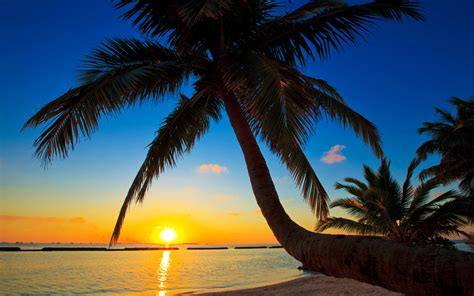 Palma, Maldives, sunset, beach, sea, palm tree wallpaper | beach ...