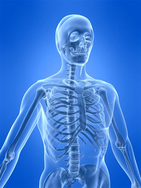 The Human Skeletal System | Live Science