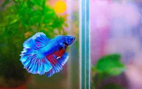 50 Betta Fish Tank Mates: Compatibility List | Fishkeeping World