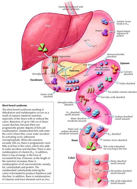 Absorption of metabolites in GI tract... | Nursing tips, Physiology ...