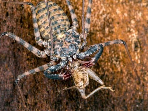 16 Terrifying Tailless Whip Scorpion Facts - Fact Animal