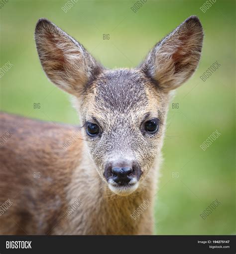 Portrait Roe Deer Fawn Image & Photo (Free Trial) | Bigstock