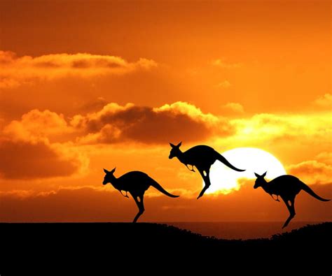 Kangaroos, animal, kangaroo, landscape, silhouette, sunset, HD ...