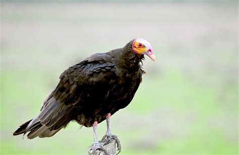 The Seven Species Of New World Vultures - WorldAtlas.com