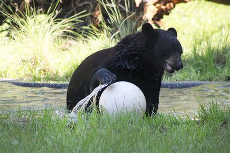 Things to Do at The Central Florida Zoo | Casiola