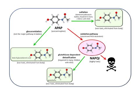 Metabolism of acetaminophen in humans. The three pathways, (a ...