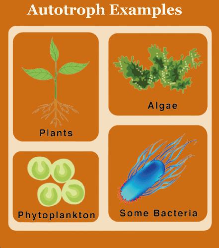 Autotrophs Examples